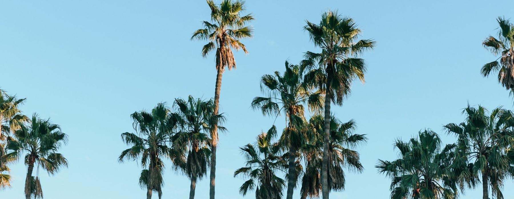 palm trees against a blue sky